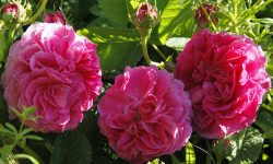 3 rose damascene Rosa di Magliano