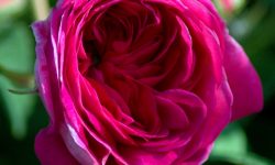 Bocciolo di rosa damascena