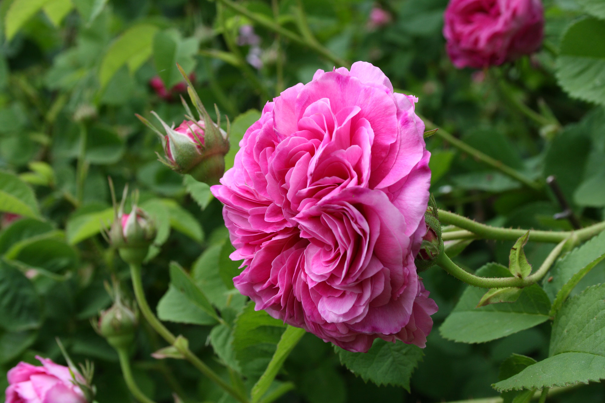 The Rose Of Magliano Rosa Di Magliano